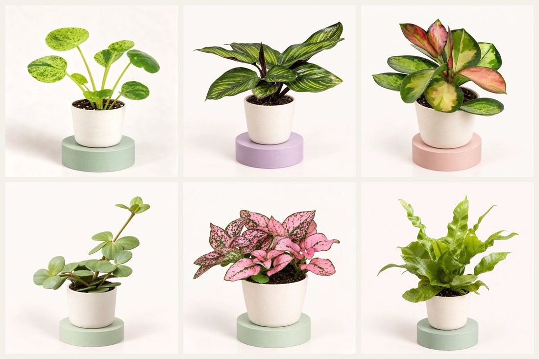 Six pet-safe baby houseplants in 6 cm pots