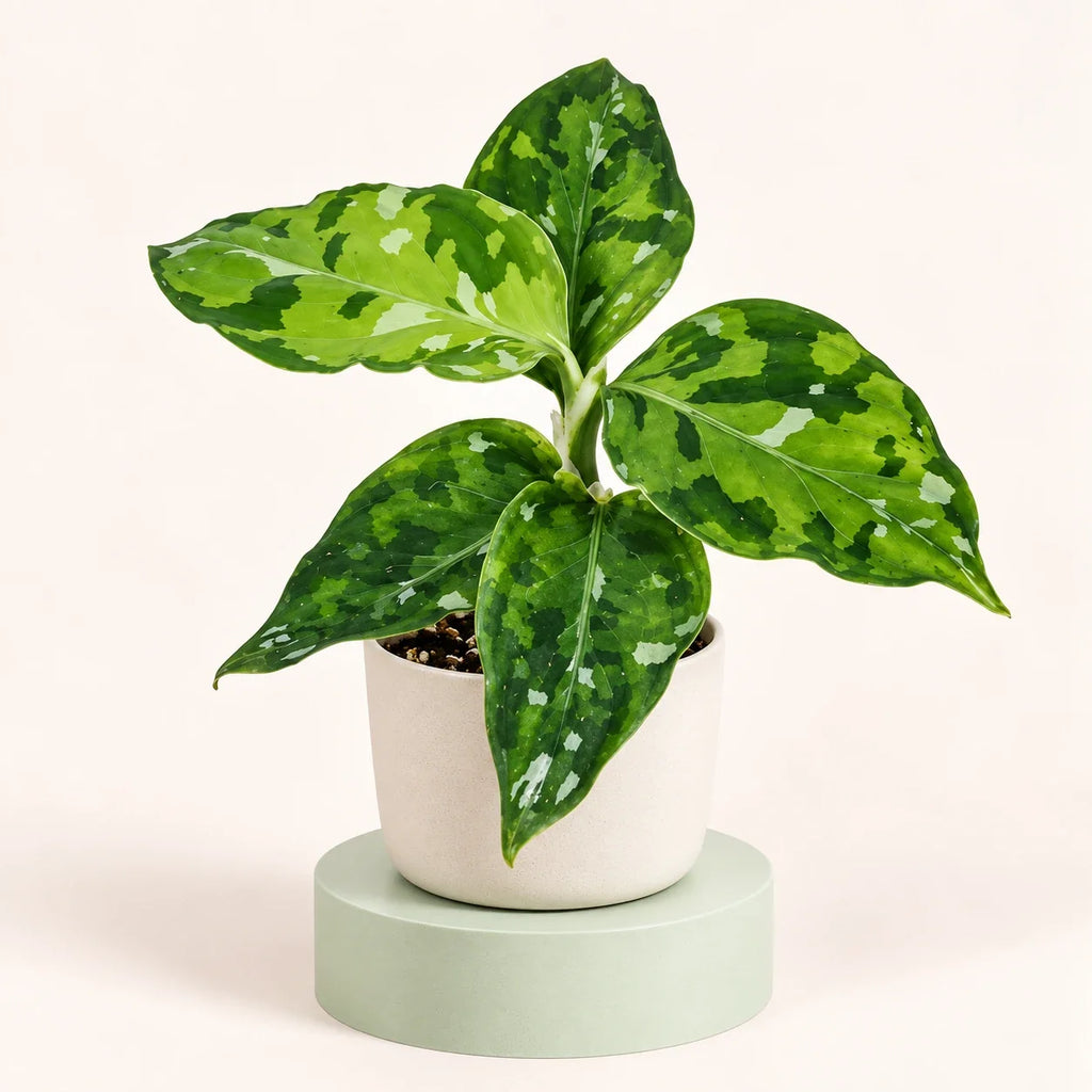 Aglaonema pictum 'Tricolor'