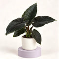 Alocasia 'Antoro Velvet' in a 6 cm pot, large arrow-shaped leaves in very dark green with a finely textured surface