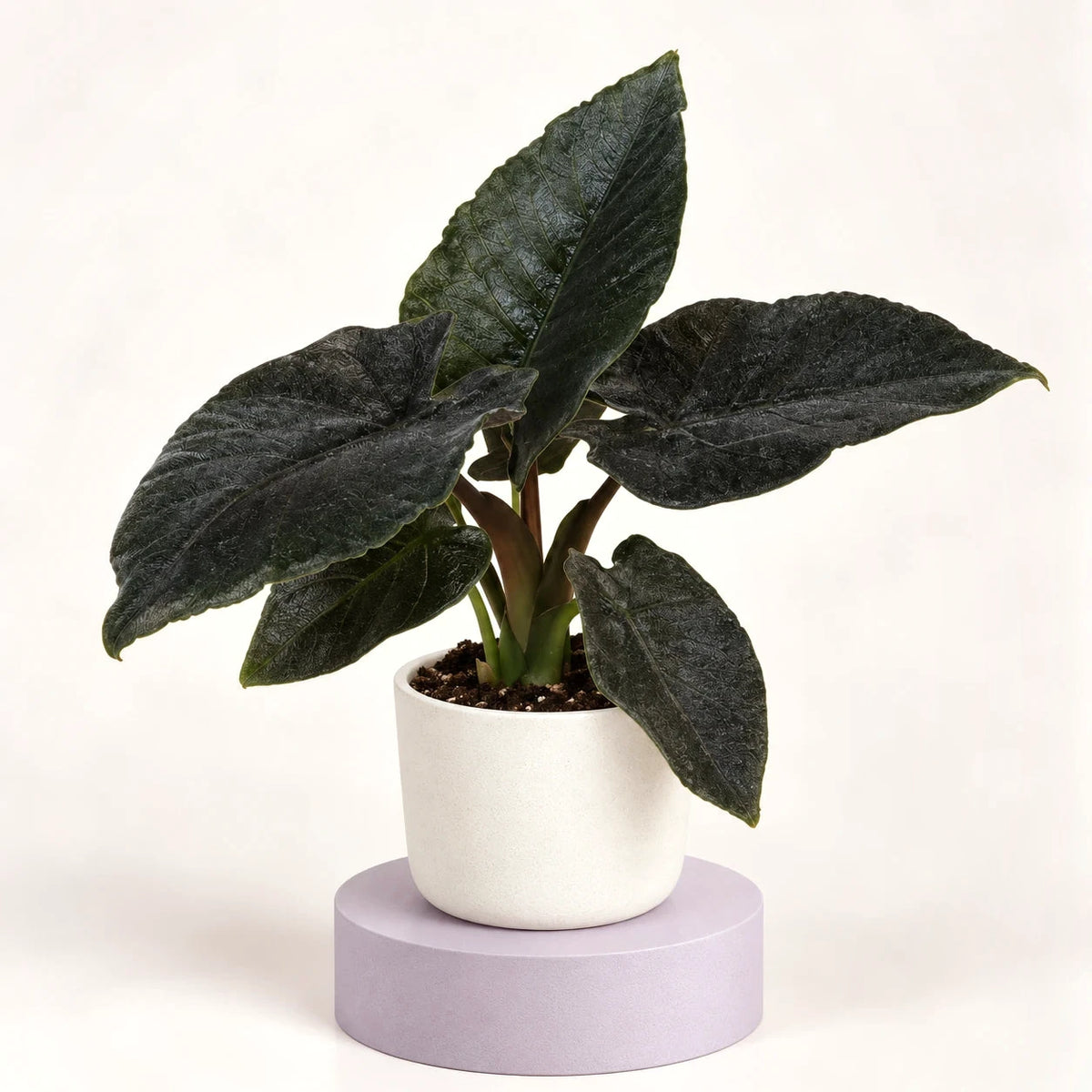 Alocasia 'Antoro Velvet' in a 6 cm pot, large arrow-shaped leaves in very dark green with a finely textured surface