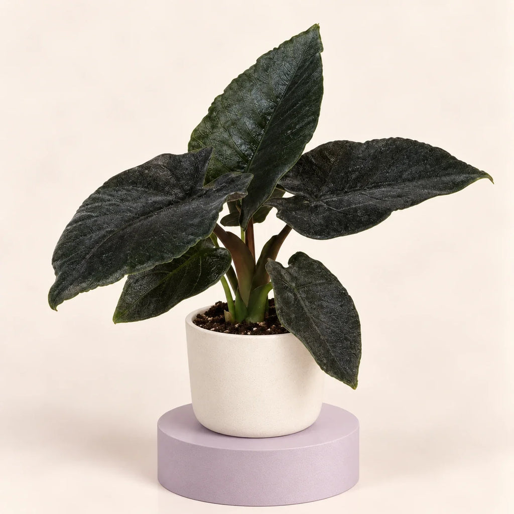 Alocasia 'Antoro Velvet'