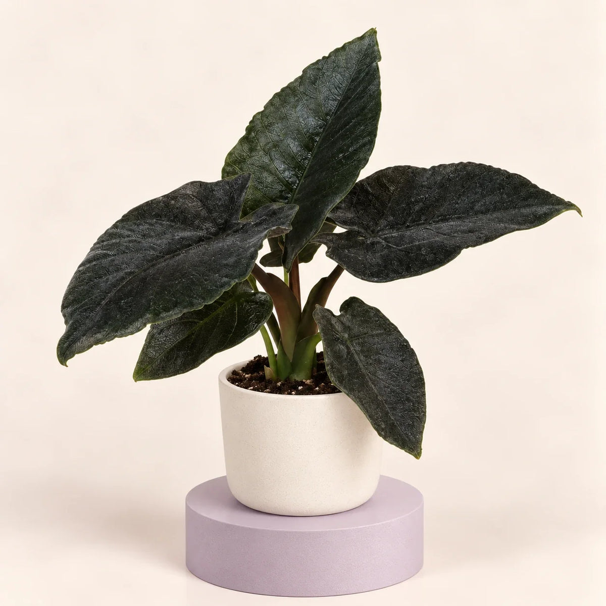 Alocasia 'Antoro Velvet'