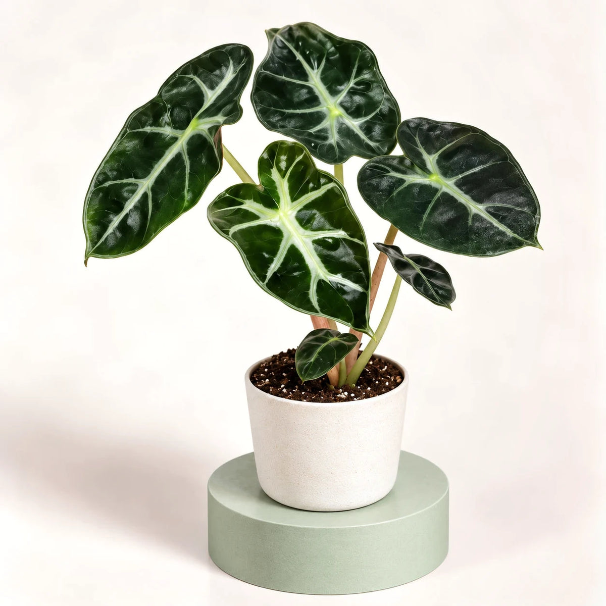 Alocasia 'Balloon Heart' in a 6 cm pot, glossy dark green arrow-shaped leaves with wide pale green veins