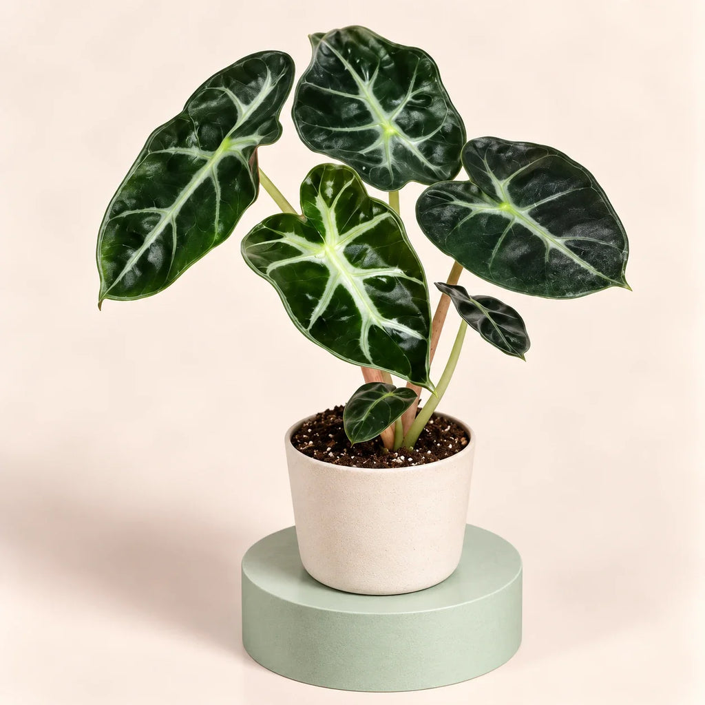 Alocasia 'Balloon Heart'
