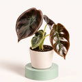 Alocasia cuprea 'Red Secret' in a 6 cm pot, glossy copper-red leaves with a metallic shine and sunken veins