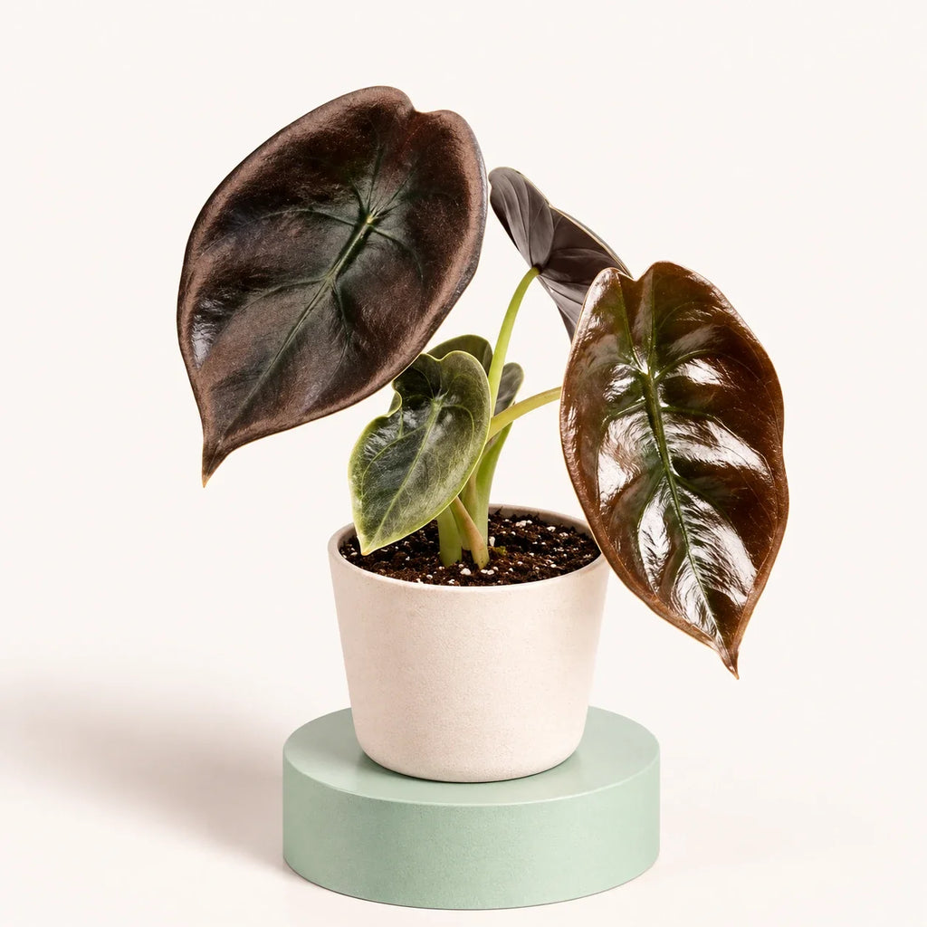 Alocasia cuprea 'Red Secret'