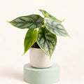 Alocasia 'Dragon Scale' in vaso da 6 cm, foglie a punta di freccia verde argento con venature verde scuro