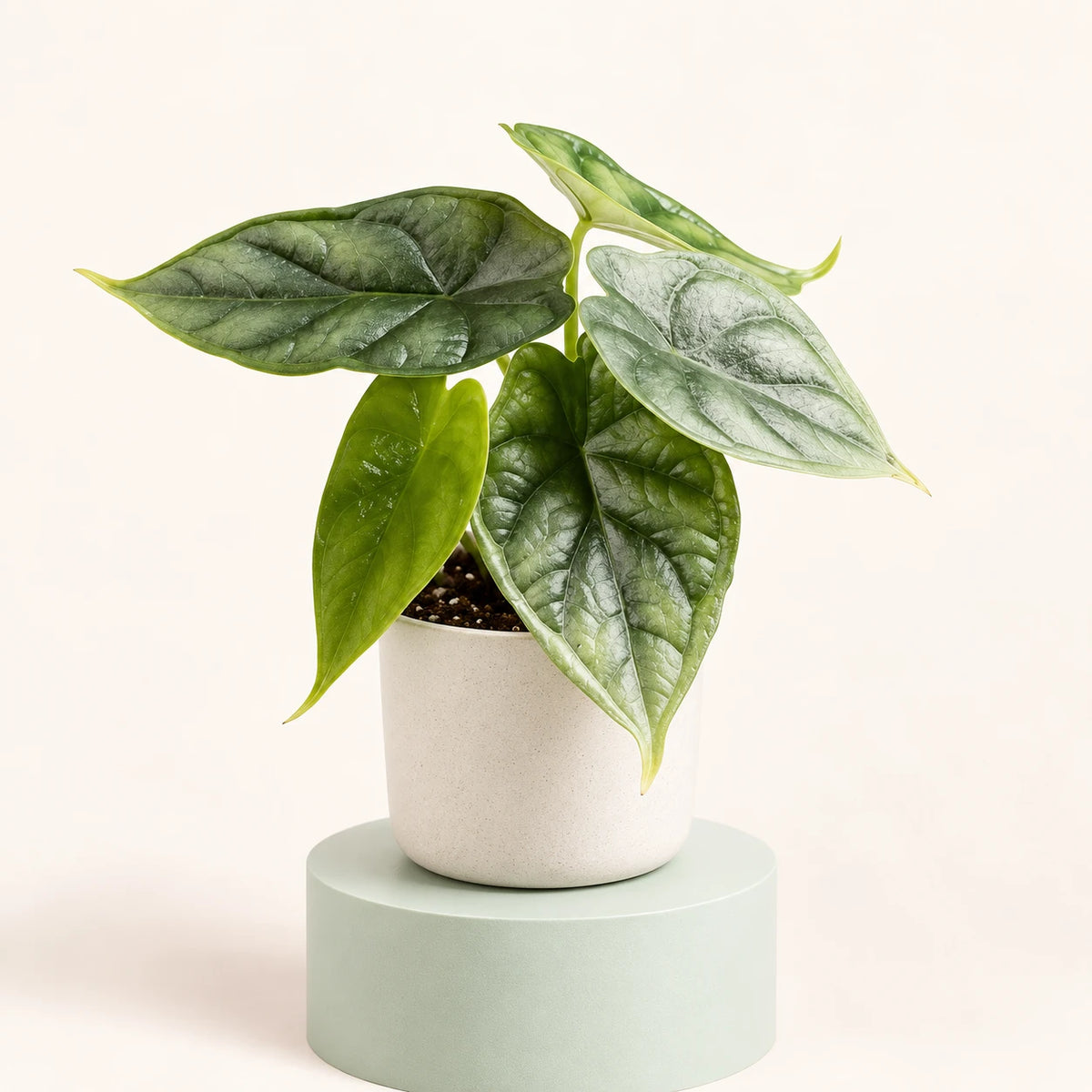 Alocasia 'Dragon Scale' in vaso da 6 cm, foglie a punta di freccia verde argento con venature verde scuro