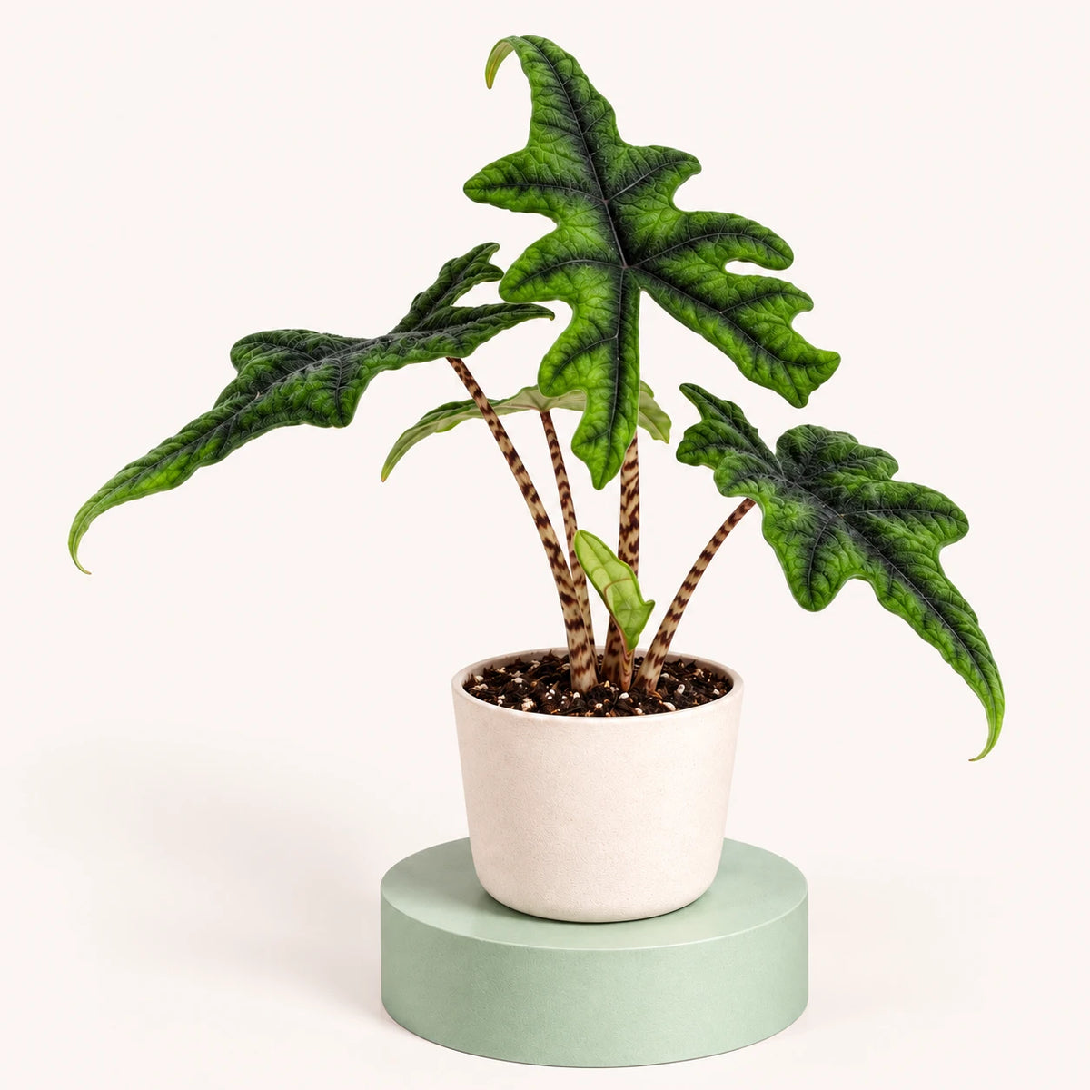 Alocasia 'Jacklyn' in a 6 cm pot, deeply lobed green leaves with dark edges and brown-spotted stems