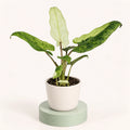 Alocasia lauterbachiana 'Variegata' im 6-cm-Topf, lange Blätter mit gewellten Rändern, cremefarben und grün marmoriert, auf gepunkteten Stielen