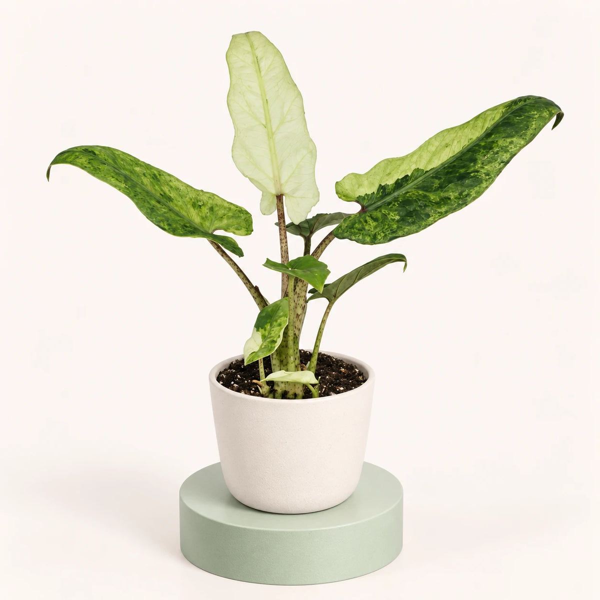 Alocasia lauterbachiana 'Variegata' in a 6 cm pot, long wavy-edged leaves marbled in cream and green on spotted stems
