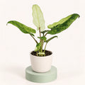 Alocasia lauterbachiana 'Variegata'
