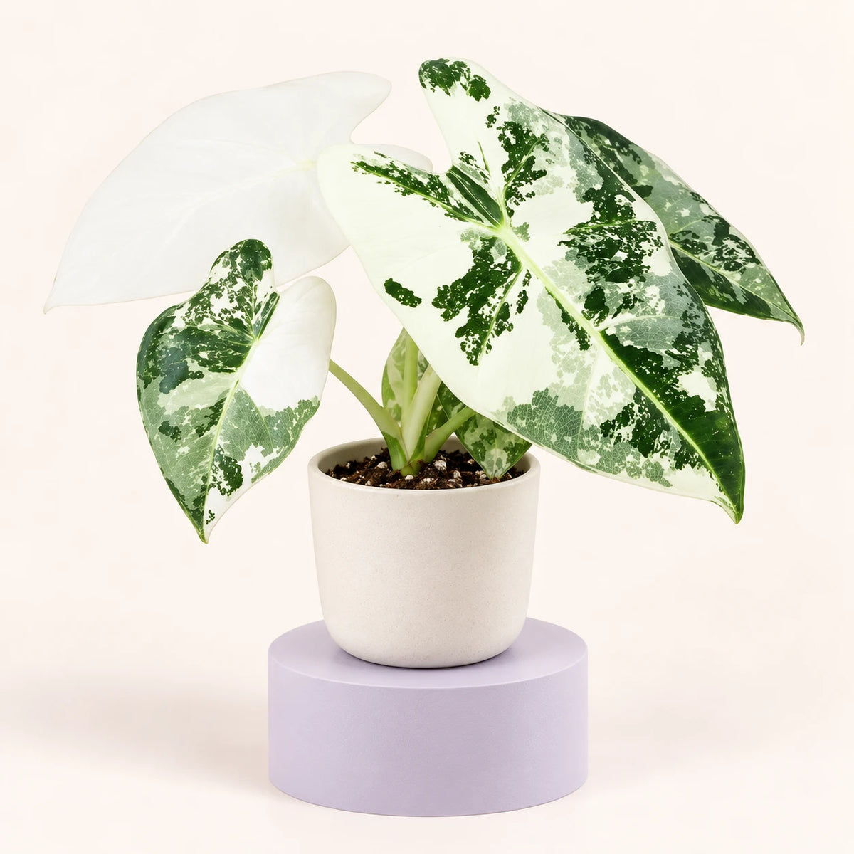 Alocasia micholitziana 'Frydek Variegata' in vaso da 6 cm, foglie a punta di freccia marmorizzate di bianco e verde scuro, una quasi tutta bianca
