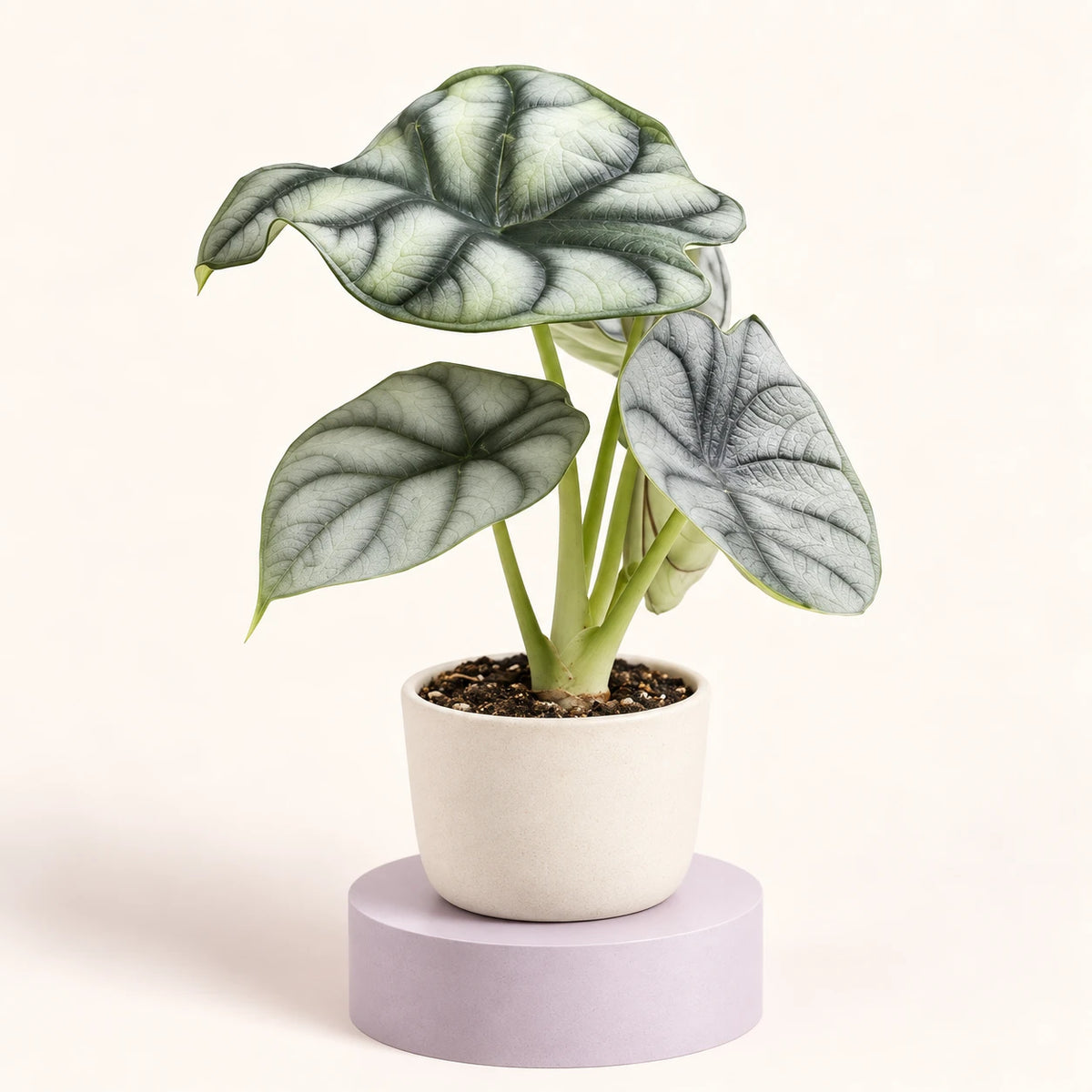 Alocasia 'Silver Dragon' in vaso da 6 cm, foglie argentate a forma di cuore con venature verde scuro