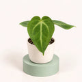 Anthurium magnificum in a 6 cm pot, velvety heart-shaped green leaves with pale silver-green veins