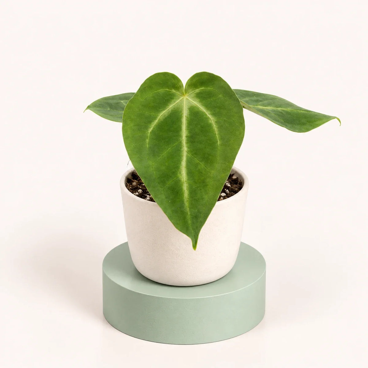 Anthurium magnificum