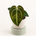 Anthurium regale in vaso da 6 cm, foglia vellutata verde scuro a forma di cuore con venature chiare e argentate