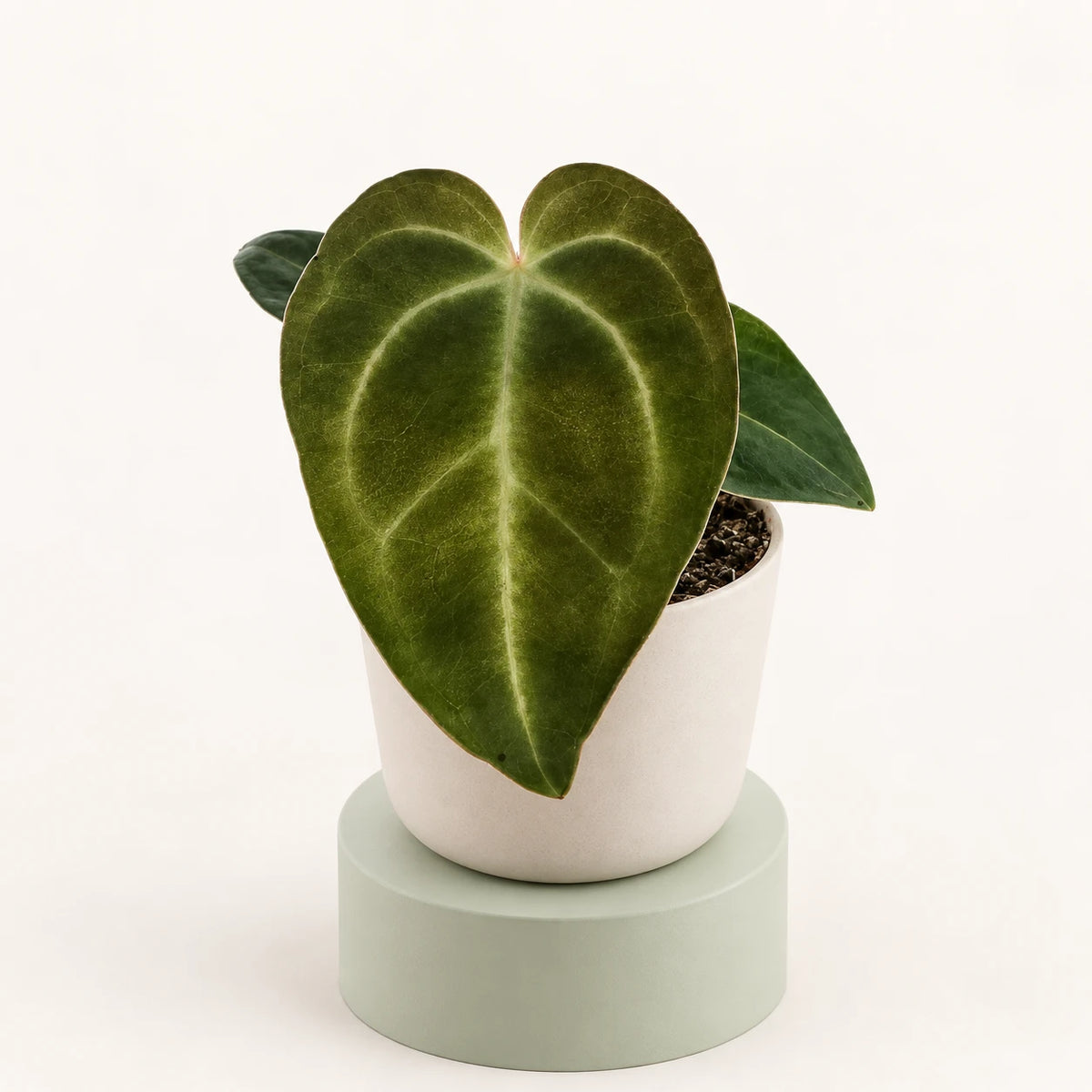 Anthurium regale in vaso da 6 cm, foglia vellutata verde scuro a forma di cuore con venature chiare e argentate