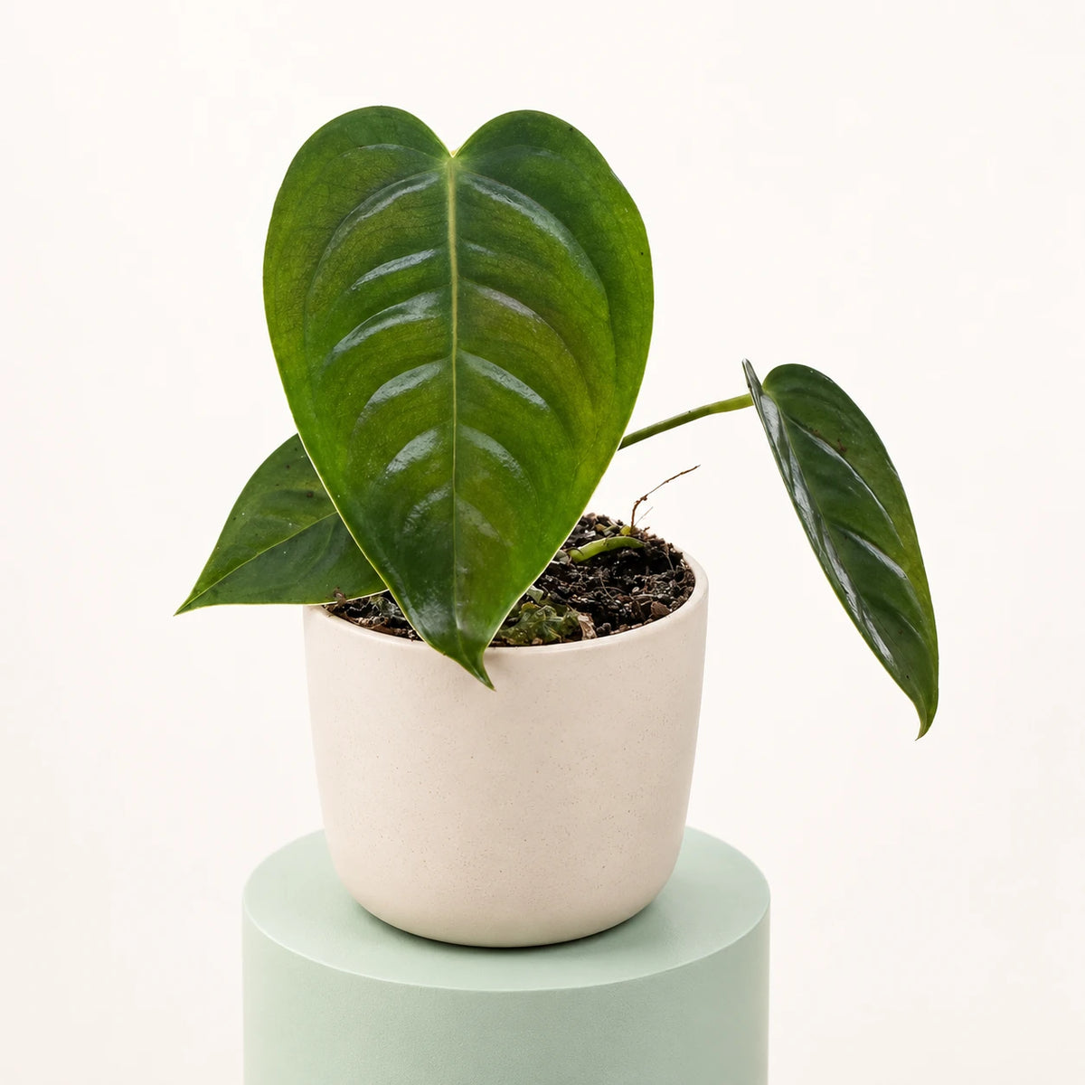 Anthurium veitchii in a 6 cm pot, glossy heart-shaped leaves with deep corrugated ribs
