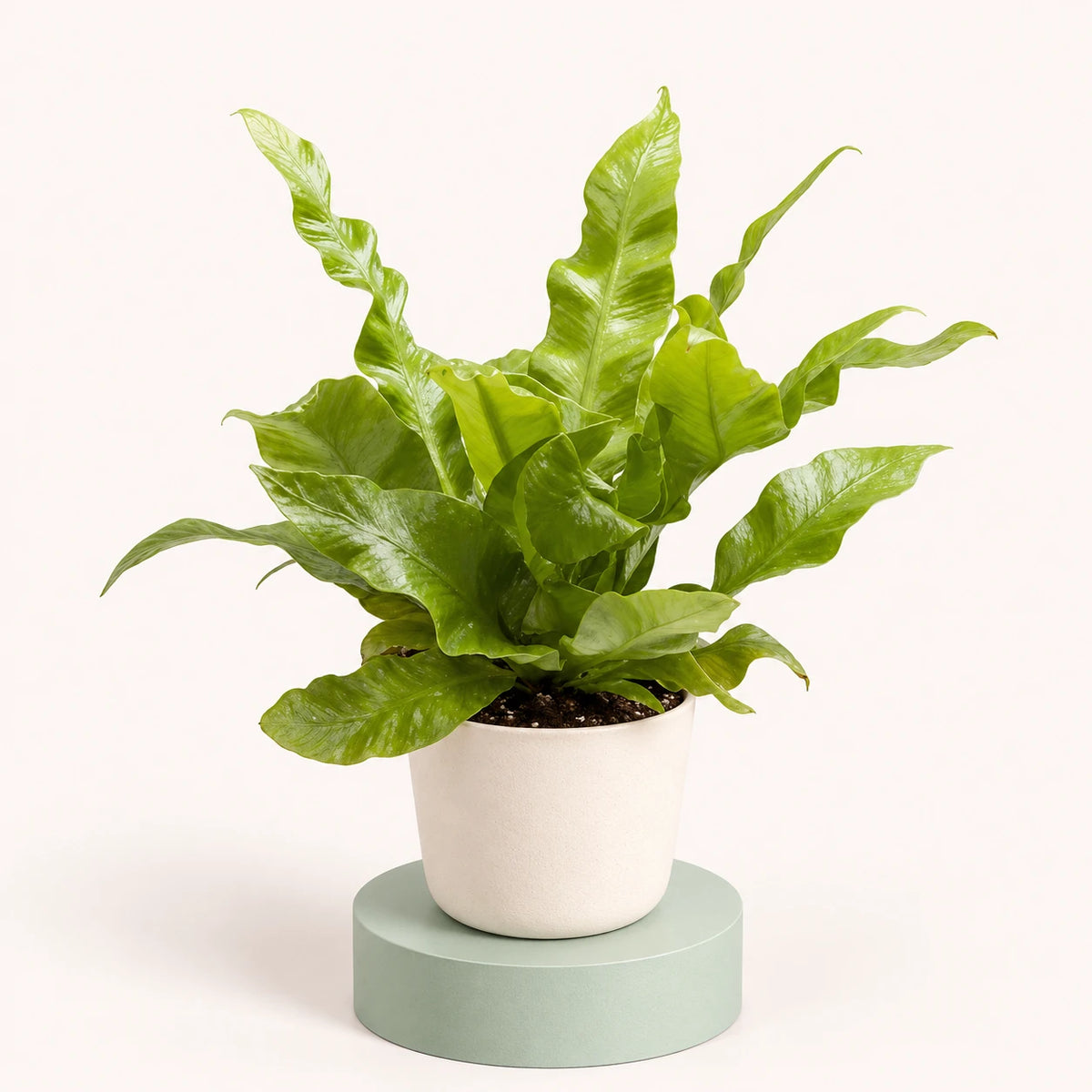 Asplenium nidus 'Crispy Wave' in a 6 cm pot, glossy bright green fronds with wavy edges in an upright rosette