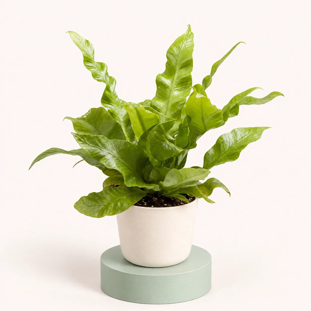 Asplenium nidus 'Crispy Wave'
