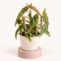 Begonia amphioxus in a 6 cm pot, narrow pointed green leaves with dark red spots and red toothed edges