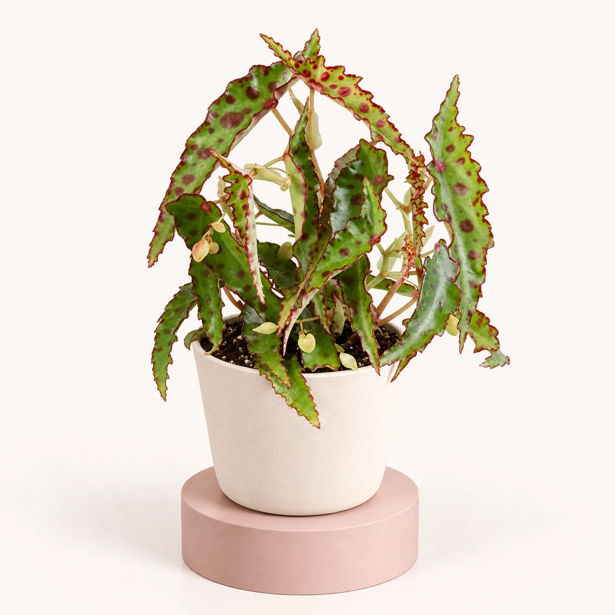 Begonia amphioxus in a 6 cm pot, narrow pointed green leaves with dark red spots and red toothed edges