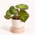 Begonia solimutata in a 6 cm pot, rounded green leaves covered in raised bumps with fine red hairs on the edges