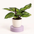 Calathea 'Meili' in a 6 cm pot, dark green pointed leaves with thin cream pinstripes and purple stems