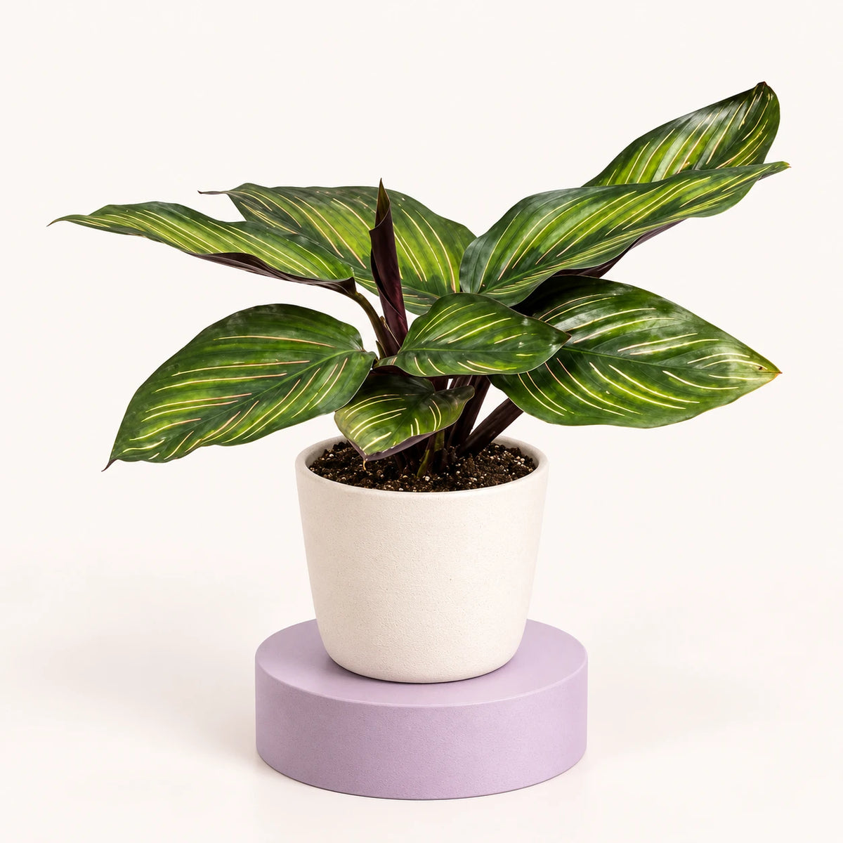 Calathea 'Meili' in a 6 cm pot, dark green pointed leaves with thin cream pinstripes and purple stems