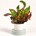 Codiaeum variegatum 'Bush on Fire' in vaso da 6 cm, foglie lucide attorcigliate verdi, rosse e arancioni con puntini gialli