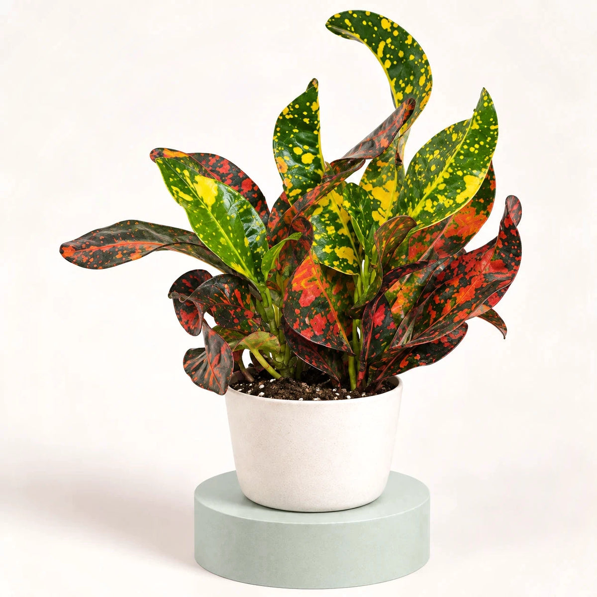 Codiaeum variegatum 'Bush on Fire' in vaso da 6 cm, foglie lucide attorcigliate verdi, rosse e arancioni con puntini gialli