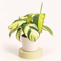 Ctenanthe lubbersiana 'Golden Mosaic' im 6-cm-Topf, lange spitze Blätter mit gelben und dunkelgrünen Flecken