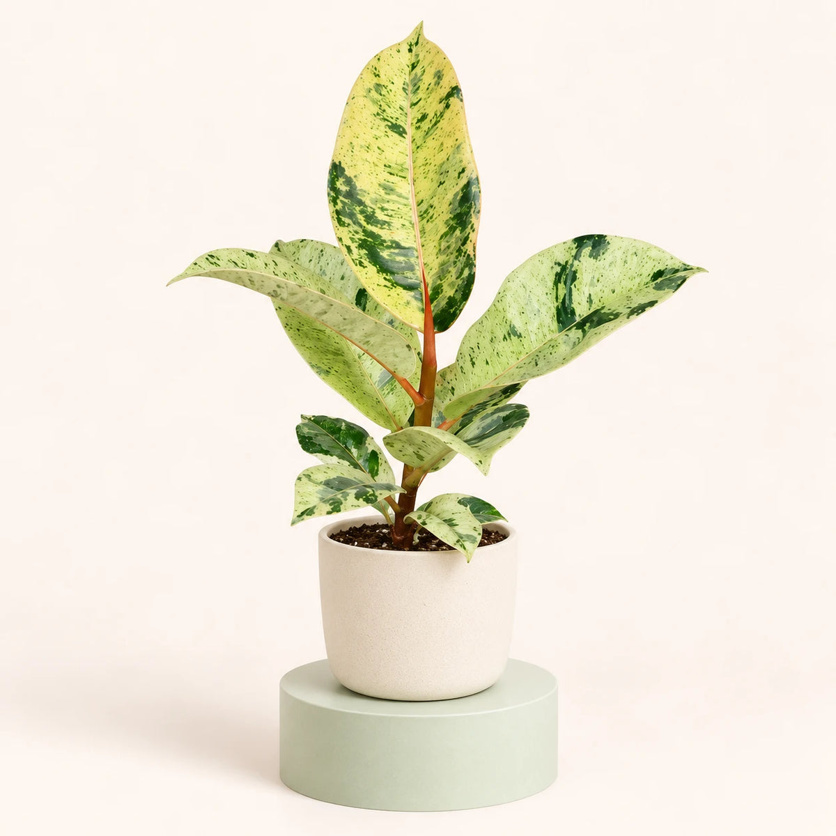 Ficus elastica 'Shivereana' in a 6 cm pot, pale yellow-green leaves marbled with dark green on a red-brown stem
