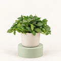 Fittonia verschaffeltii en pot de 6 cm, un coussin dense de petites feuilles vertes veinées de blanc