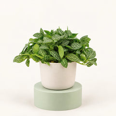 Fittonia verschaffeltii