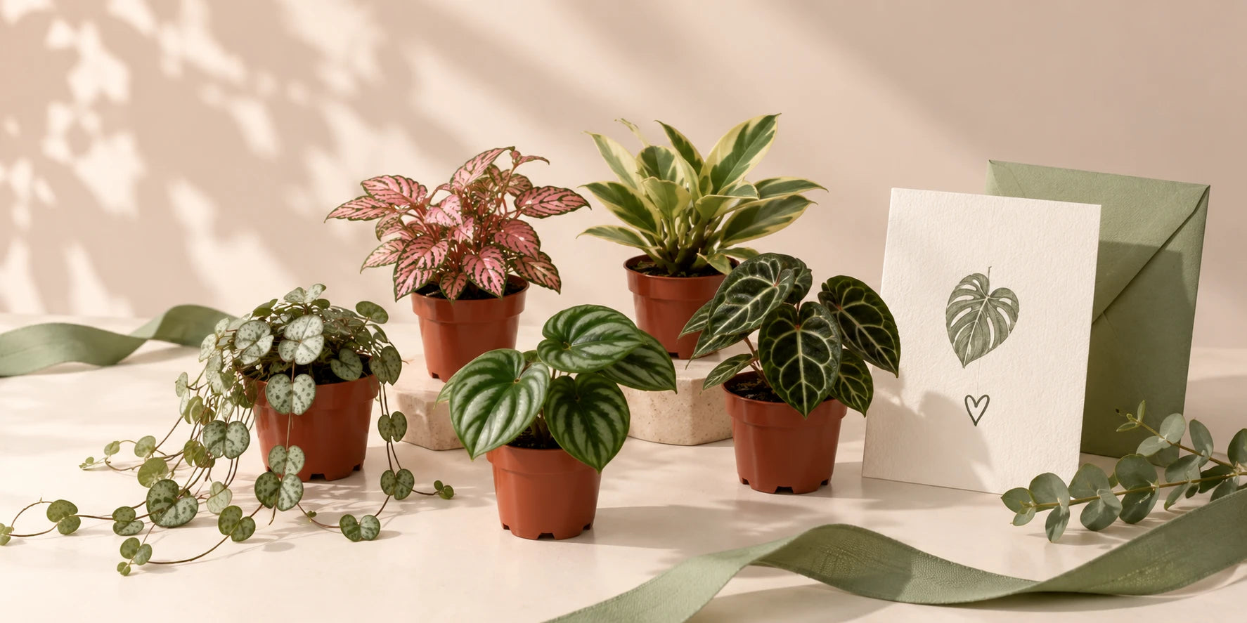 Five mini houseplants in 6 cm nursery pots beside a greeting card with a leaf drawing, a green envelope and a sage ribbon