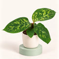 Homalomena wallisii 'Camouflage' in a 6 cm pot, long pointed dark green leaves with lime-green patches