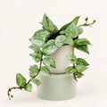 Hoya krohniana 'Eskimo'