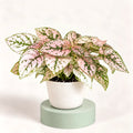 Hypoestes phyllostachya 'Confetti Compact Pink' in a 6 cm pot, pale pink leaves with green veins and spots
