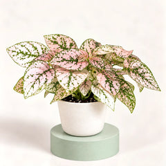 Hypoestes phyllostachya 'Confetti Compact Pink'