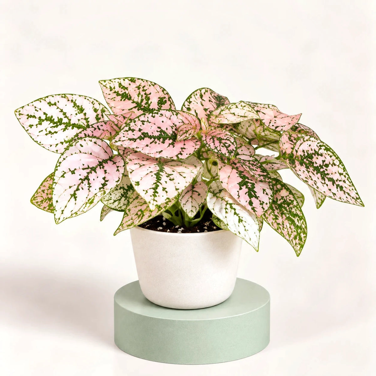 Hypoestes phyllostachya 'Confetti Compact Pink' in a 6 cm pot, pale pink leaves with green veins and spots
