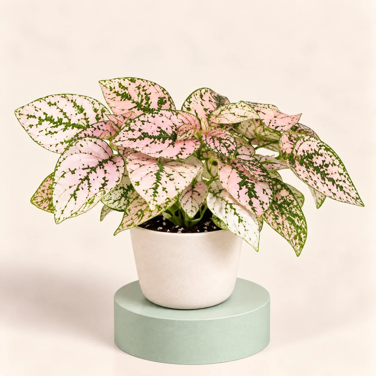 Hypoestes phyllostachya 'Confetti Compact Pink'