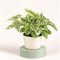 Hypoestes phyllostachya 'Confetti Compact White' in a 6 cm pot, green leaves heavily spotted and splashed with white