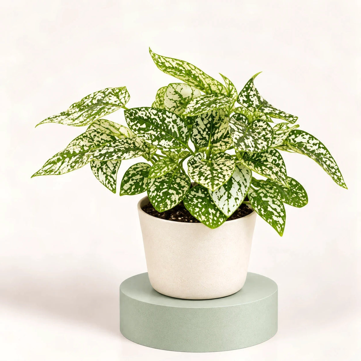 Hypoestes phyllostachya 'Confetti Compact White' in a 6 cm pot, green leaves heavily spotted and splashed with white