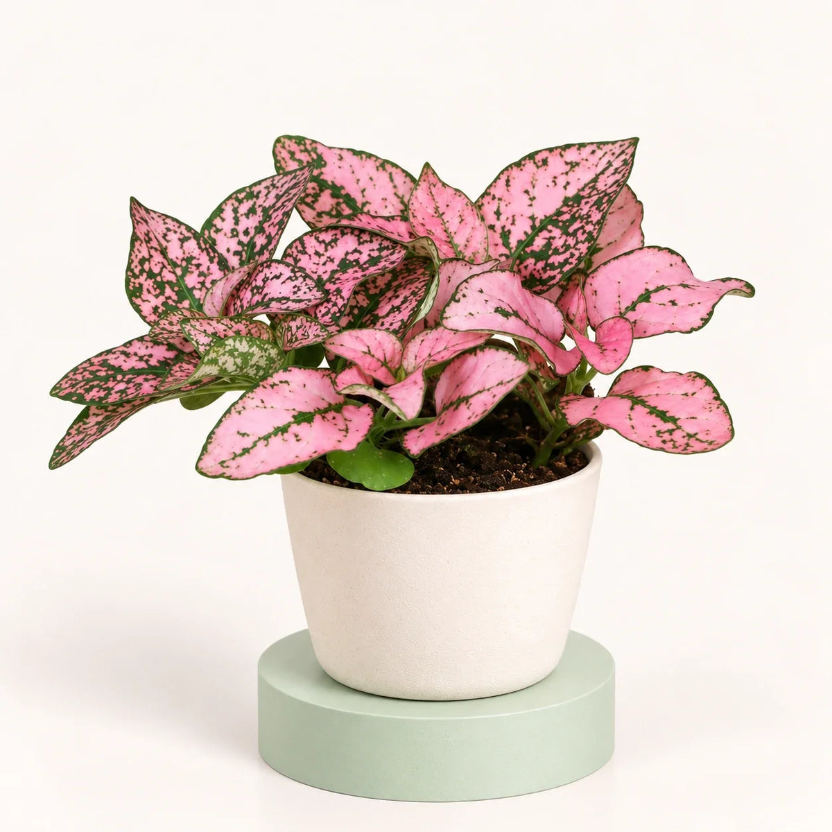 Hypoestes phyllostachya 'Super Pink'