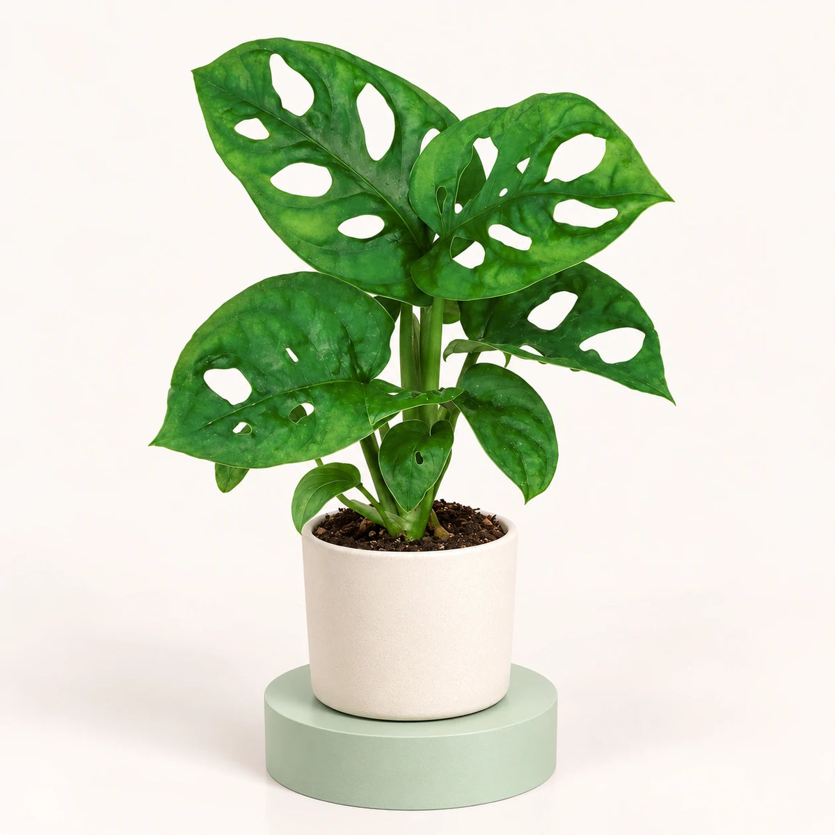 Monstera adansonii in a 6 cm pot, heart-shaped green leaves with oval holes