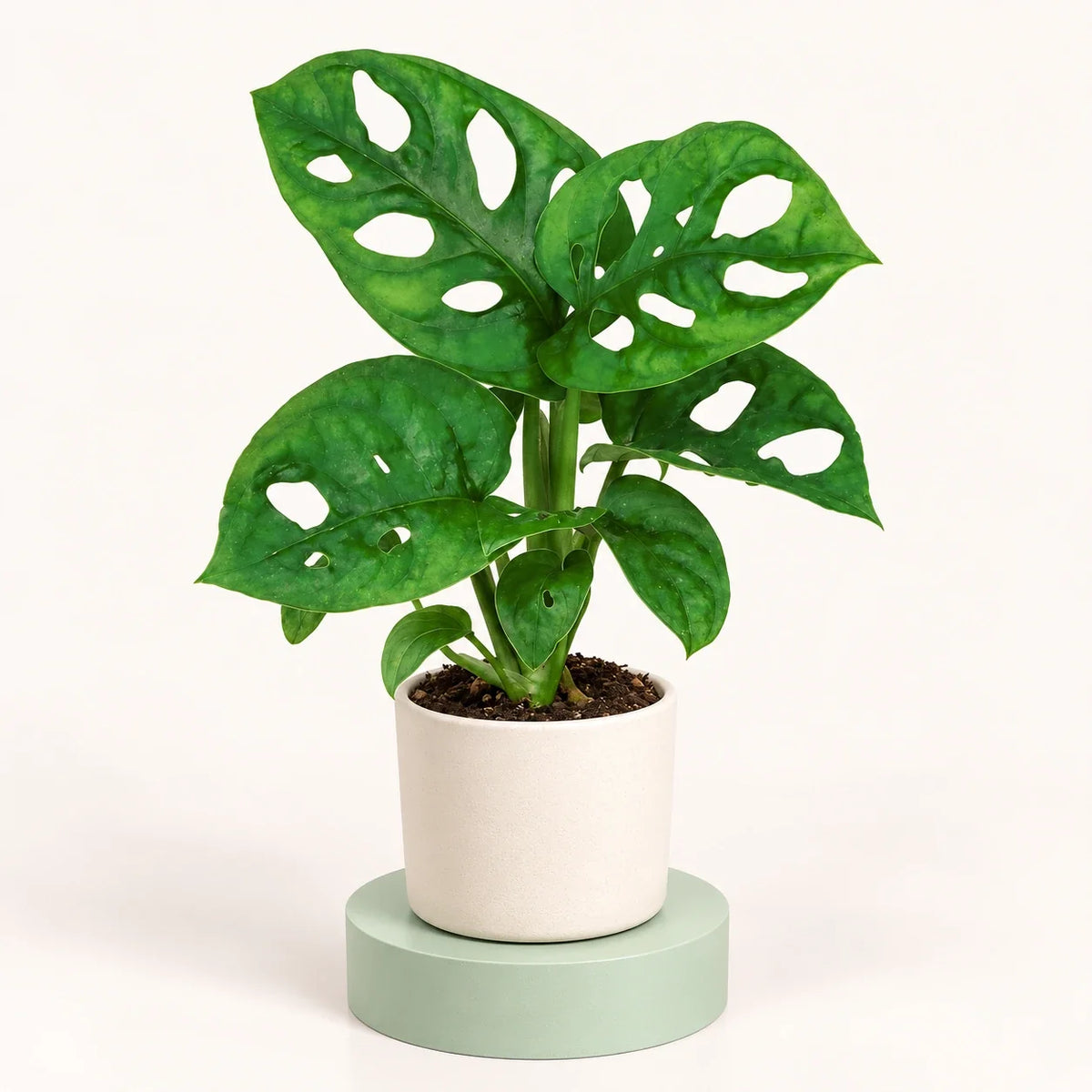 Monstera adansonii