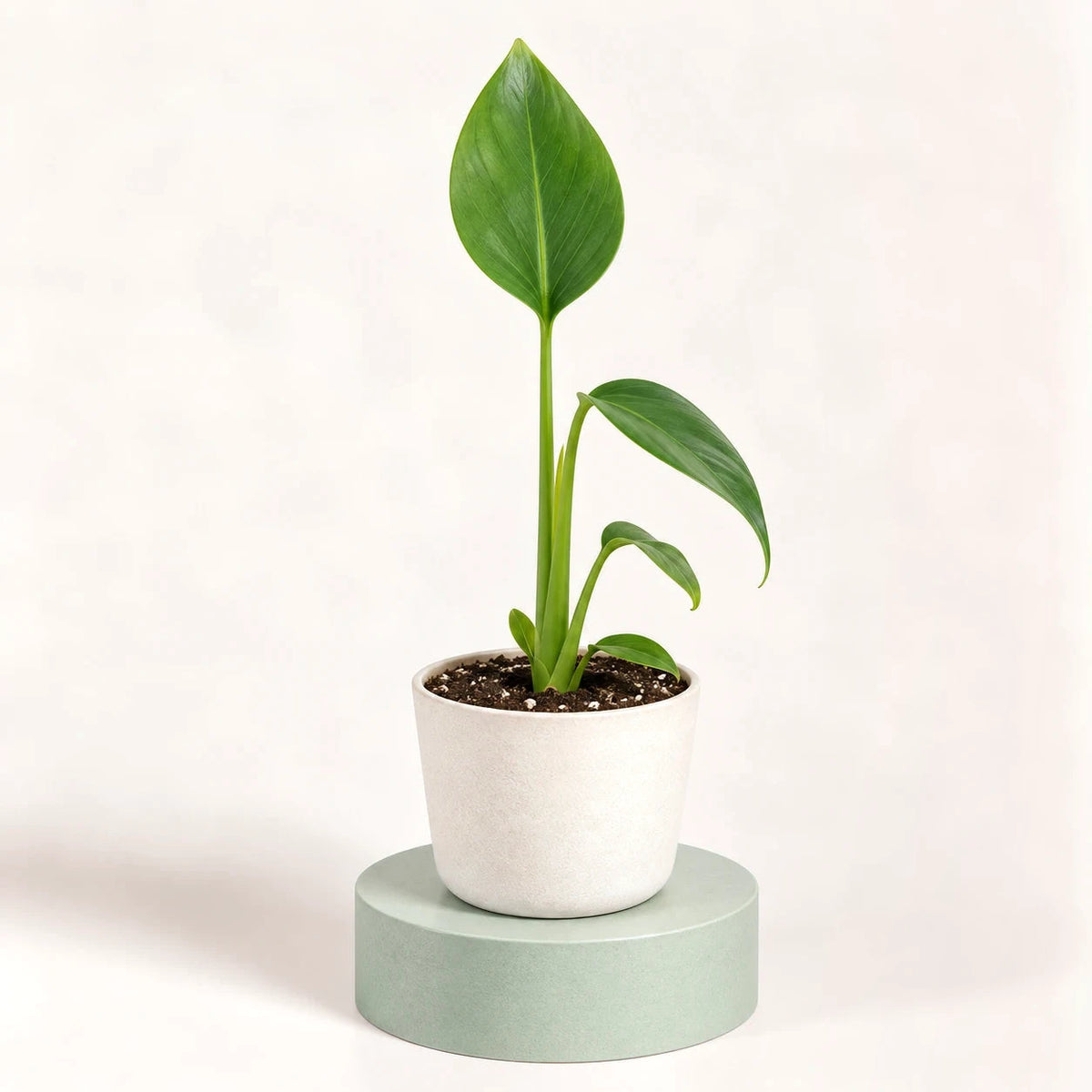 Monstera 'Burle Marx Flame' in a 6 cm pot, young plant with plain green spear-shaped leaves on long stalks