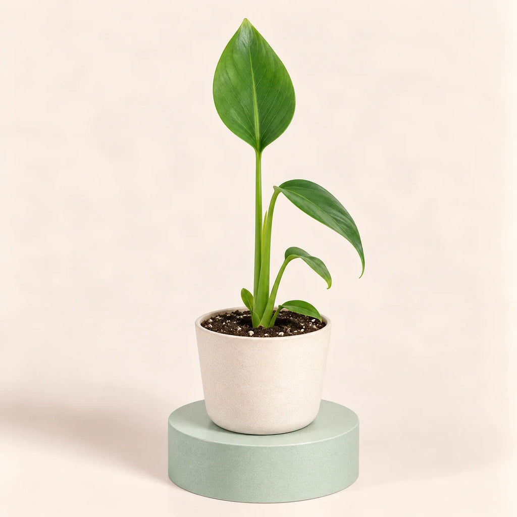 Monstera 'Burle Marx Flame'